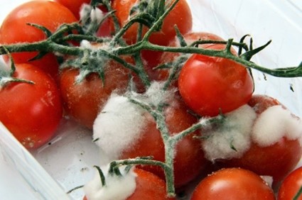 tomate mofado